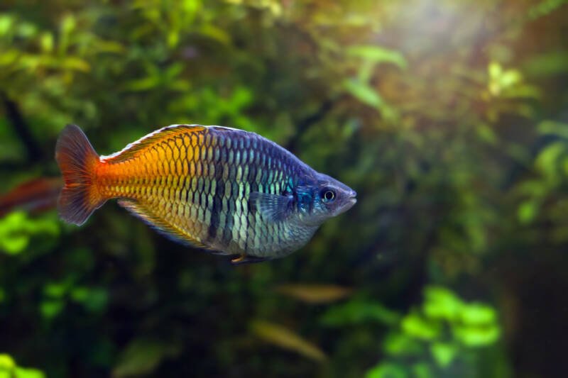 Colorido pez arcoíris adulto de Boeseman en un agua cristalina en un acuario plantado