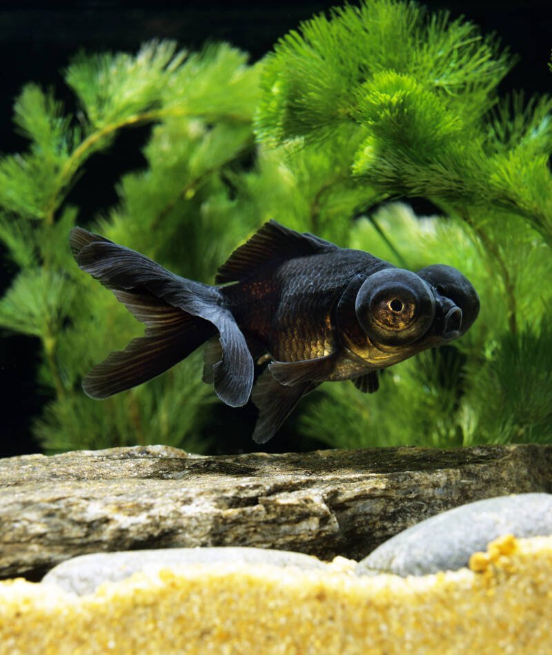 Black moor goldfish swimming in well planted aquarium with white sand