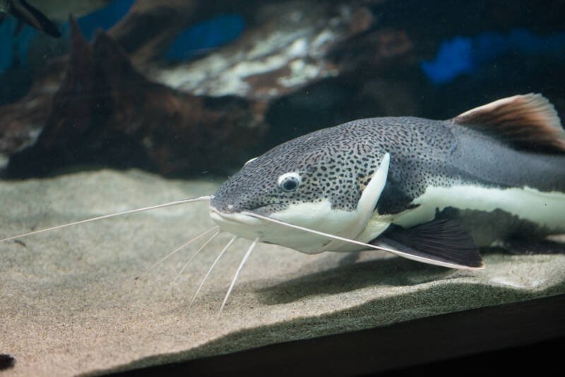 Phractocephalus hemioliopterus also known as redtail catfish dwelling the sandy bottom in aquarium