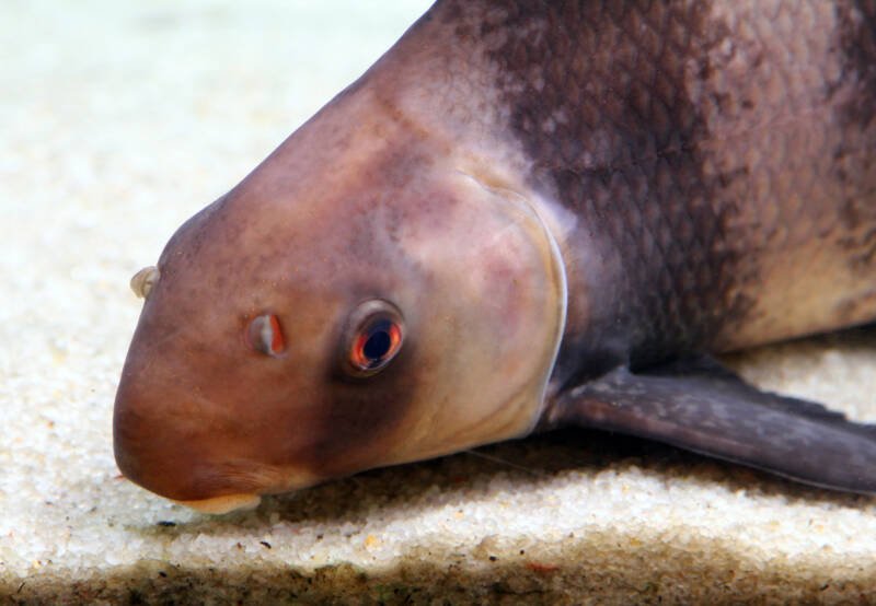 Close-up of a head of Chinese a high fin banded shark on a sandy aquarium bottom