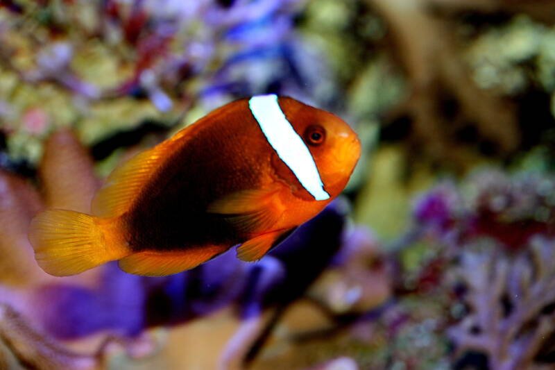 Cinnamon clownfish swimming in a marine aquarium