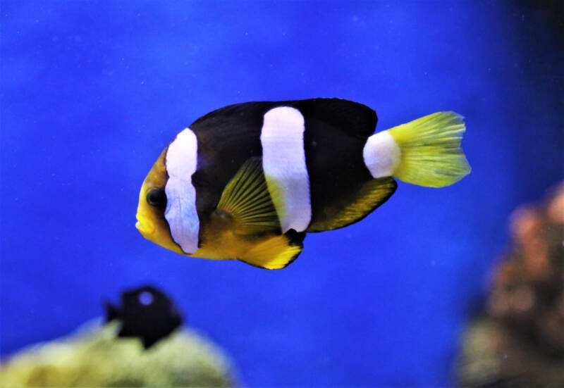 Amphiprion clarkii commonly known as Clarkii or Clark's clownfish swimming in a marine aquarium
