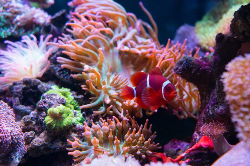 Clownfish or anemonefish are fishes from the subfamily Amphiprioninae in the family Pomacentridae, in aquarium tank with reef as background