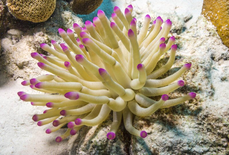 Condy Anemone also known as Pink-Tipped Anemone (Condylactis gigantea) attached to a live rock