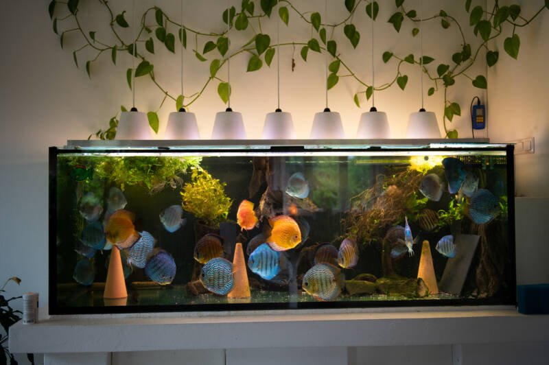 Large, well decorated aquarium with a bare bottom, floating plants, rocks, driftwood and a big shoal of discus fish