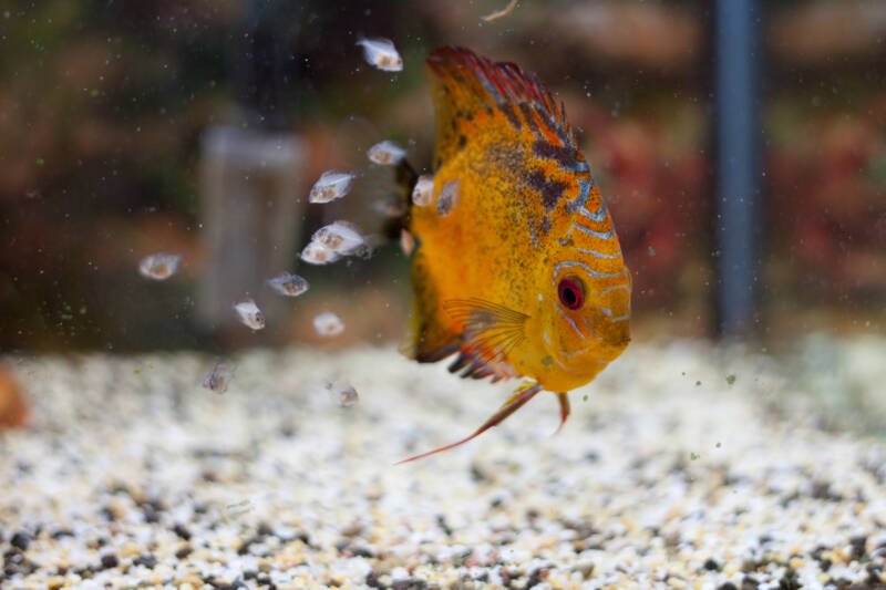 Discus fish with a new born fry in a breeding tank