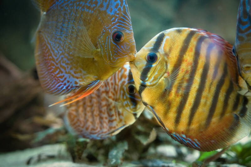 Symphysodon discus species showing a sign of competition within their shoal in a planted aquarium