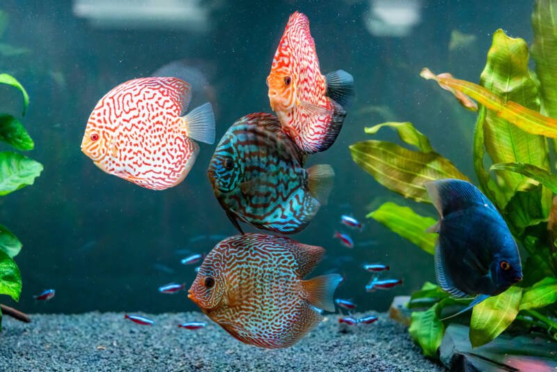 Discus shoal swimming together in a community planted aquarium with some cardinal tetras