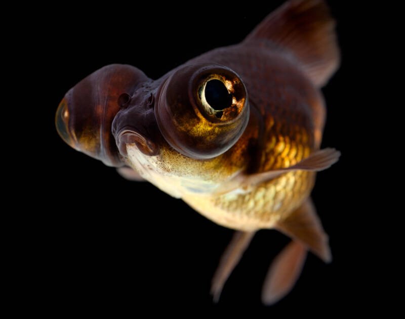 Black moor goldfish with a bronze undertone on its belly close-up on a black background