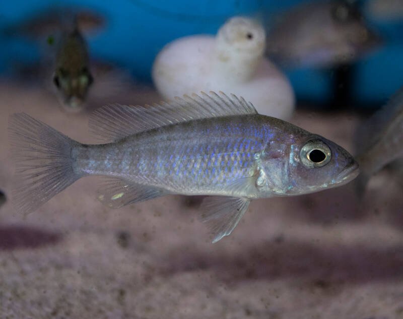 Juvenile of electric blue hap swimming in a freshwater aquarium
