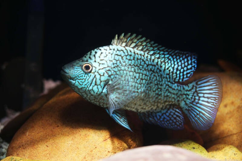 Electric blue color variation of a Texas cichlid swimming in aquarium with a dimmed light
