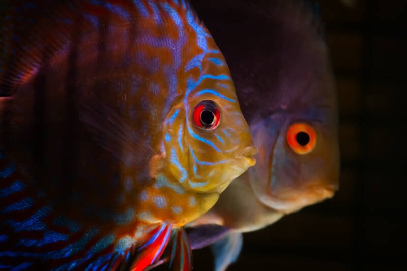 Bright red eyes of female and male discus on a black background