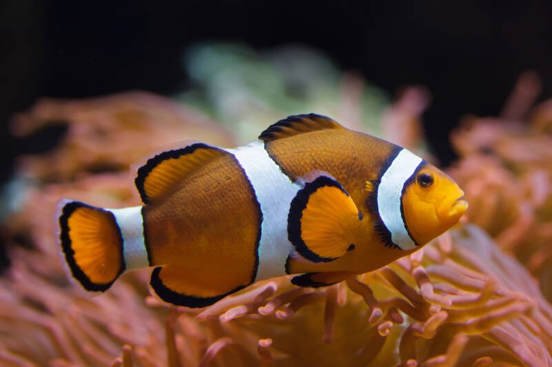 Amphiprion ocellaris also known as common clownfish or false percula swimming in a reef tank