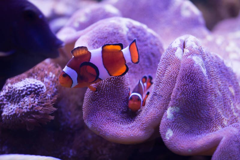 Amphiprion ocellaris also known as the false percula clownfish or common clownfish swimming inside an anemone
