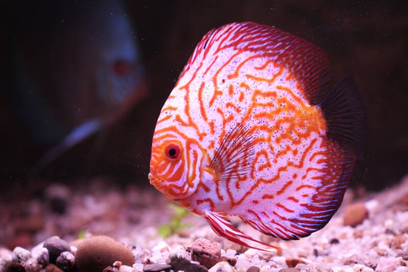 Female discus fish swimming in aquarium with a sandy bottom