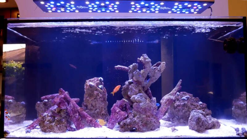 Fish only with live rock (FOWLR) aquarium