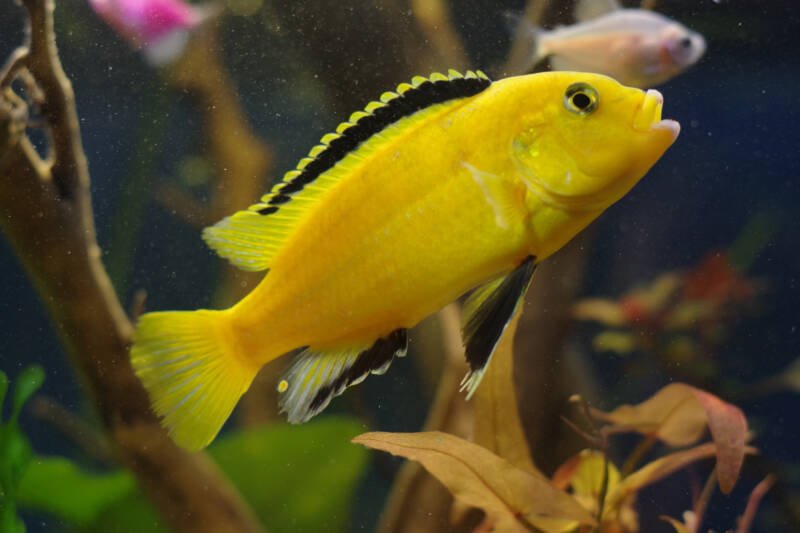Labidochromis caeruleus also known as yellow lemon lab is swimming upwards in the community aquarium