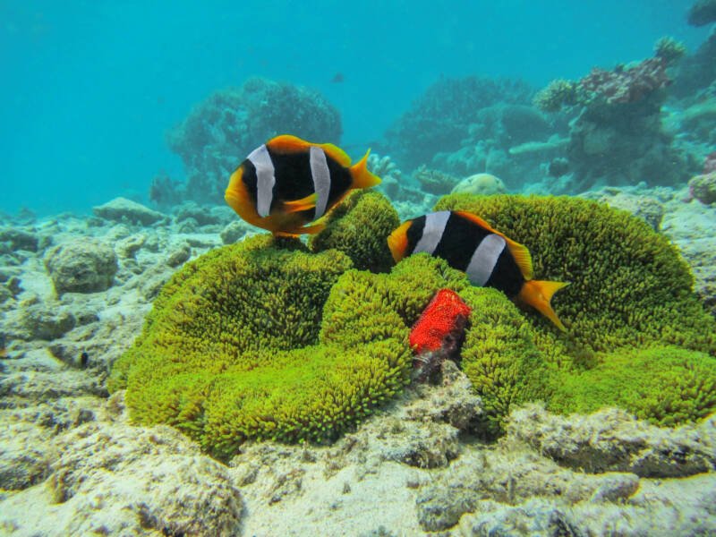 Pair of Amphiprion latifasciatus also known as Madagascar clownfish swimming in the sea