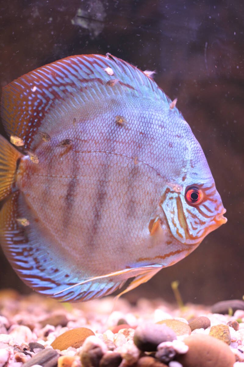 Male discus guarding its fry close its mucus coat in a breeding tank