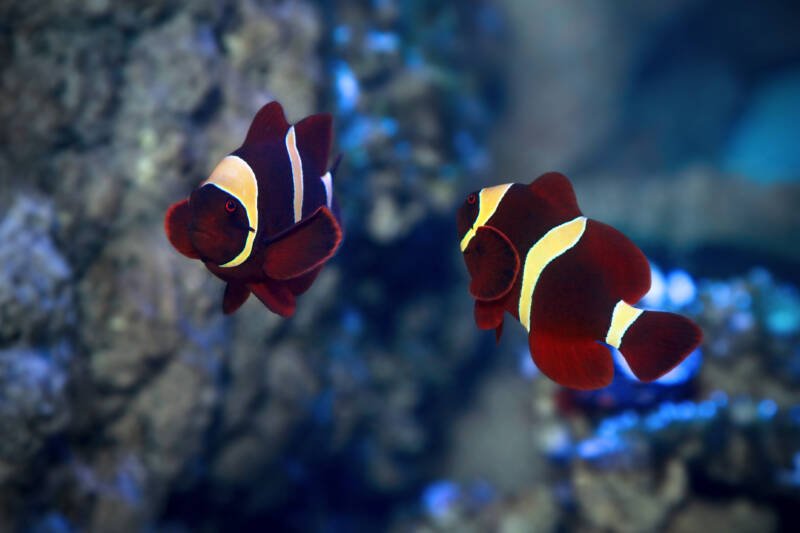 A pair of maroon clownfish swimming together in a marine aquarium