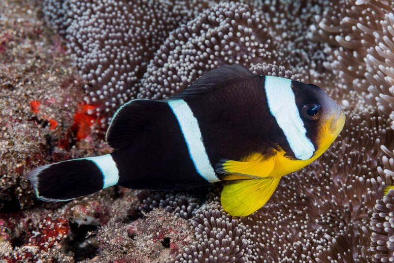 Amphiprion chrysogaster also known as Mauritian clownfish swimming in a reef