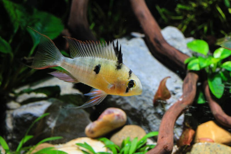 Mikrogeophagus altispinosus also known as bolivian ram swimming in the aquarium with driftwood and plants