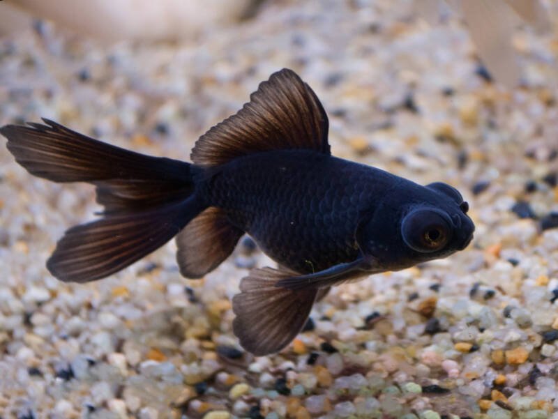 Carassius auratus also known as black moor fancy goldfish swimming close to sandy aquarium bottom