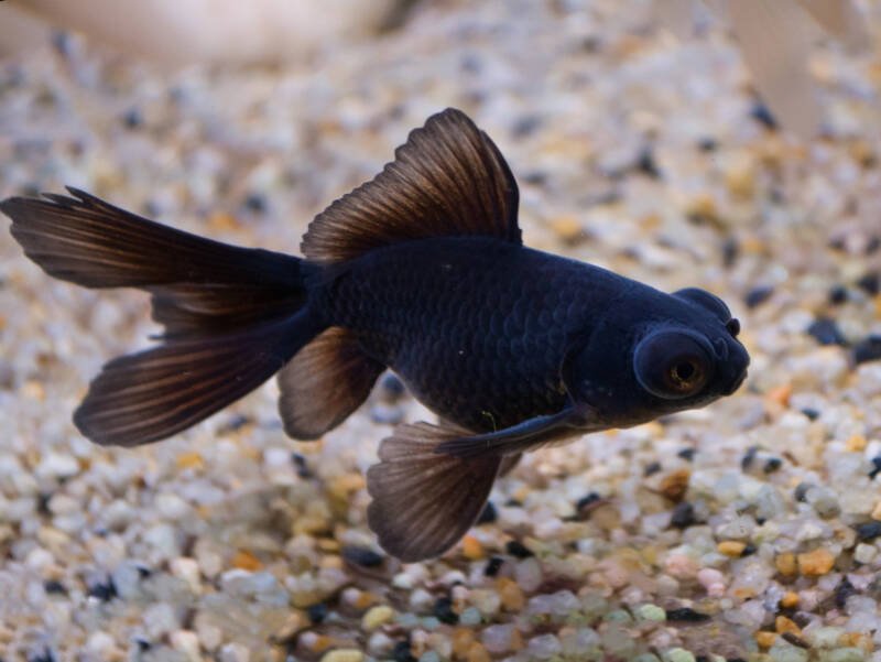 Black moor sale goldfish food