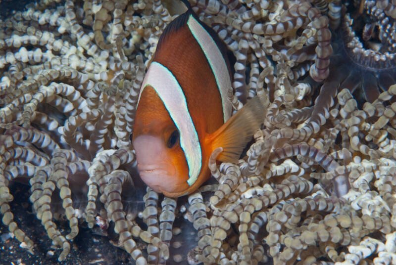 Amphiprion omanensis commonly known as Oman clownfish swimming in a reef