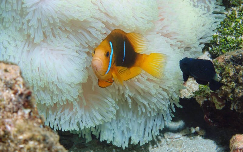 Amphiprion chrysopterus commonly known as orange-finned clownfish or anemonefish swimming in a white anemone