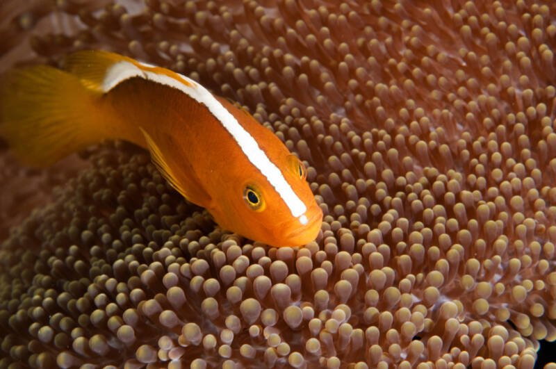 Amphiprion sandaracinos also known as orange skunk clownfish swimming inside an anemone