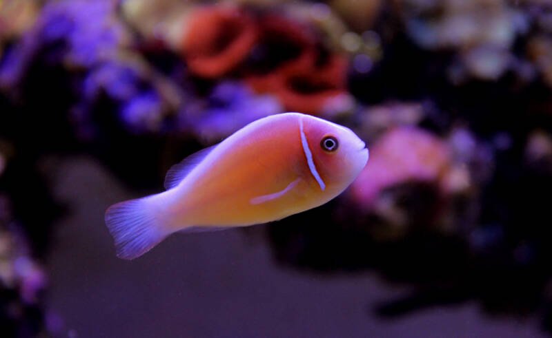 Amphiprion perideraion also known as pink skunk clownfish swimming in a saltwater aquarium