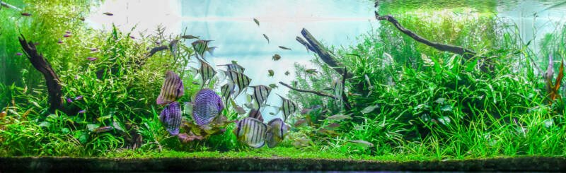 Larger planted aquariums also benefit from RO water