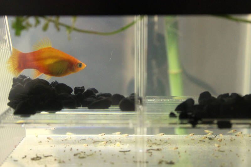 Platy fish with its new born fry in a breeding tank with some floating plants