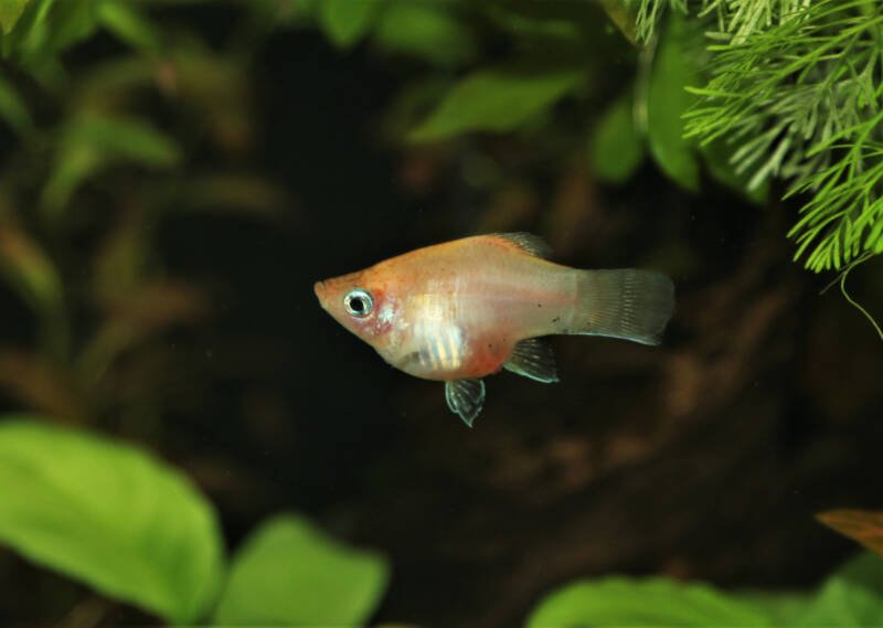 Pregnant platy fish swimming in a planted aquarium