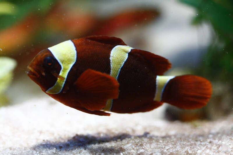 Premnas biaculeatus commonly known as gold stripe maroon clownfish swimming in a marine aquarium close to a sandy bottom