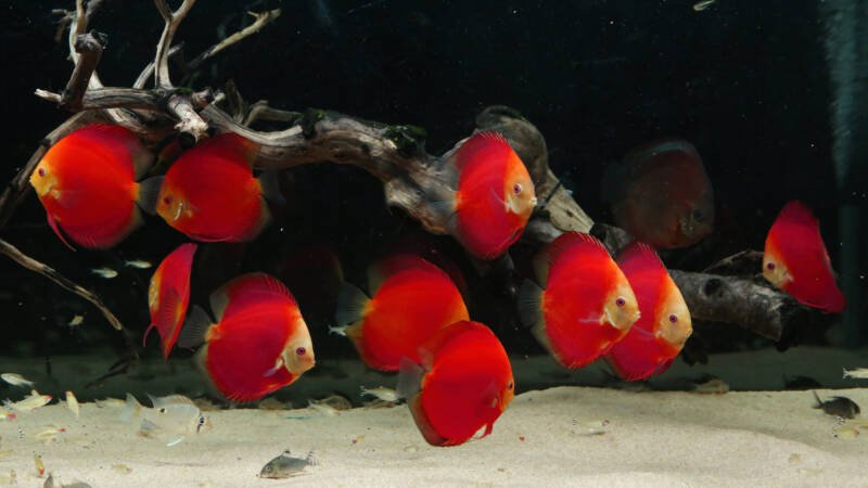 Shoal of red discus fish swimming in a large aquarium with a white sand and a driftwood