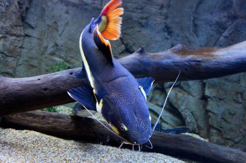 Phractocephalus hemioliopterus also known as redtail catfish swimming downwards in aquarium with a driftwood