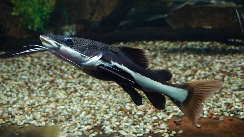 Phractocephalus hemioliopter also known as redtail catfish swimming actively in a large aquarium with gravel on the bottom