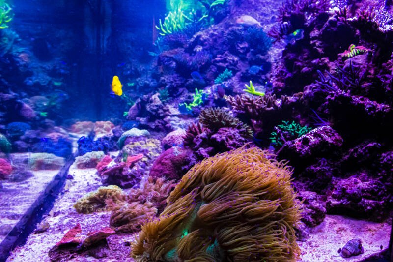 Arrecife de coral en un tanque de arrecife grande