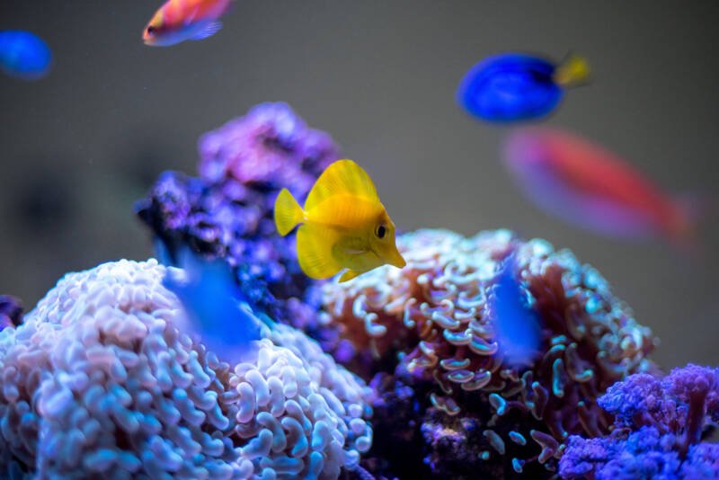 Tanque de arrecife con corales y peces de agua salada