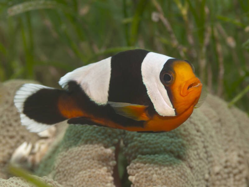 Amphiprion polymnus also known as saddleback clownfish swimming near by an anemone in the sea