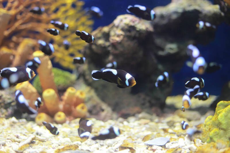 A big shoal of saddleback clownfish swimming in a reef in a marine aquarium