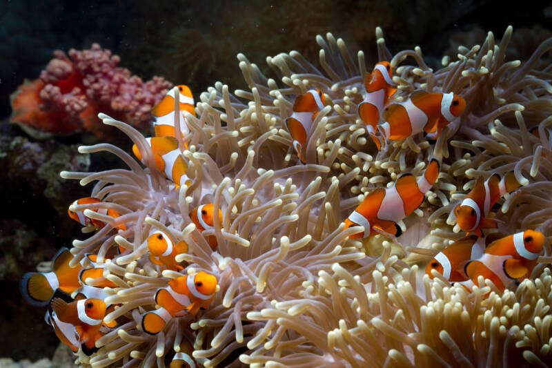 Shoal of anemonefish playing inside an anemone