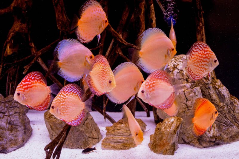 A large shoal of discus fish swimming in a well decorated aquarium with some driftwood, rocks and sand