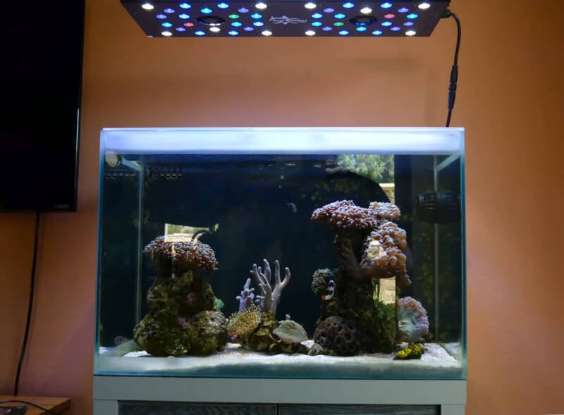 Nano reef tank with soft corals