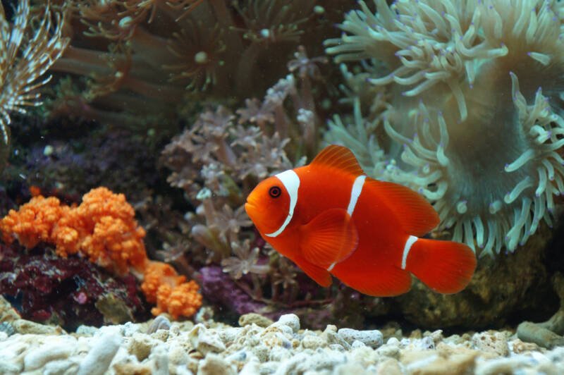 Premnas biaculeatus also known as spine cheek anemonefish swimming in a marine aquarium with corals and anemones