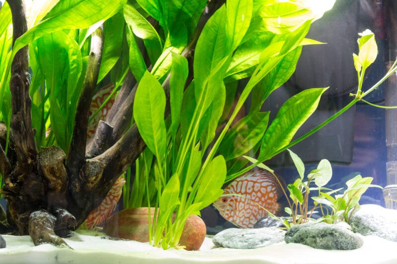 A shoal of Symphysodon discus in a planted aquarium with Amazon swords, white sand, driftwood and stones