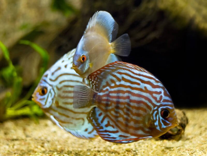 Three symphysodon species commonly known as discus fish swimming in a planted aquarium with a driftwood