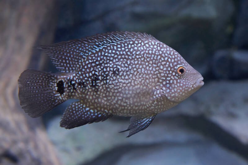 Female of Herichthys cyanoguttatus also known as Texas cichlid swimming in a large freshwater aquarium